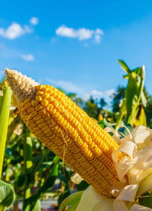 KAYSERI%20AGRO%20DIS%20TIC.%20LTD.%20STI